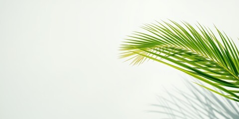 Fototapeta premium A single palm frond casts a long, delicate shadow on a clean white background, offering a simple yet elegant display of natural beauty.