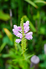 ハナトラノオの花