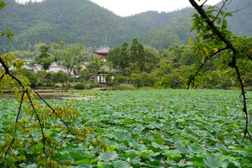 大覚寺大沢の池周囲の風景