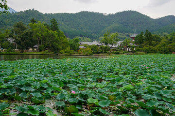 大覚寺大沢の池周囲の風景