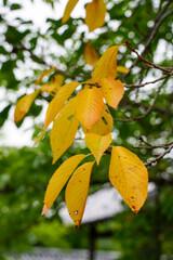 大覚寺大沢の池周囲の風景