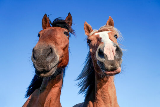 Funny portraits of horses taken against the sky. Shot from a low angle.