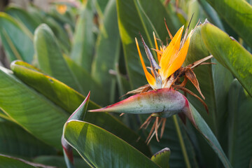 Strelitzia in the tropical botanical garden of Portugal