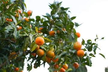 Tangerine tree, tropical gardering