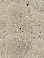 A detailed closeup view of a large pile of sand featuring shells atop it