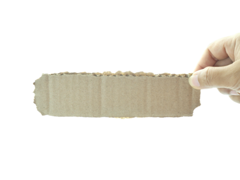 Female hand holding Shredded paper isolated on white background.