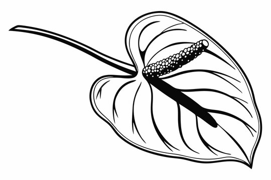 black and white anthurium flower drawing clip art preview