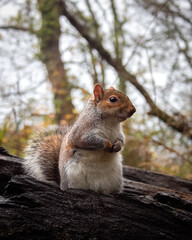 Sovereign Grace: A Squirrel's Portrait