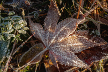 The first frosts appeared on the maple leaf. These frosts were square or hexagonal in shape.