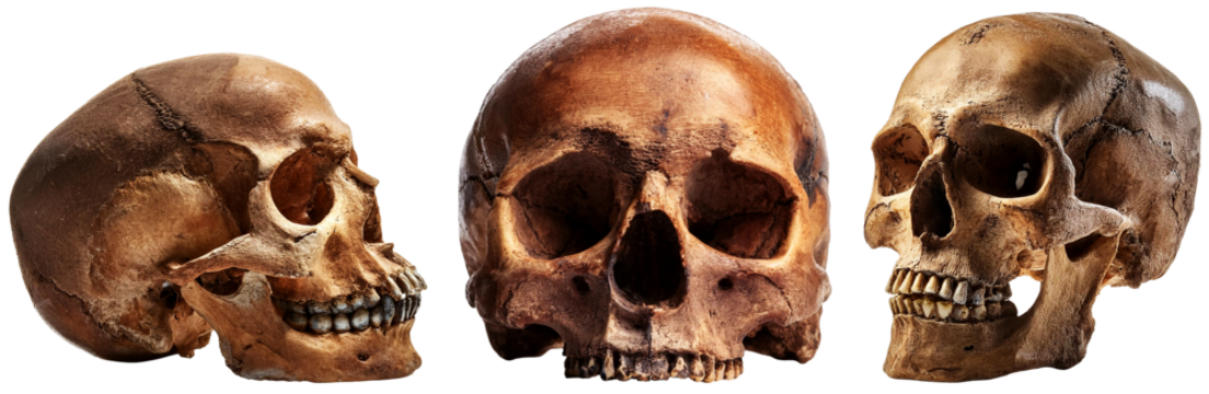 Extreme close-up, front and side view of three ancient human skulls. Isolated on white or transparent background, collection and variation. Png. Generative Ai.