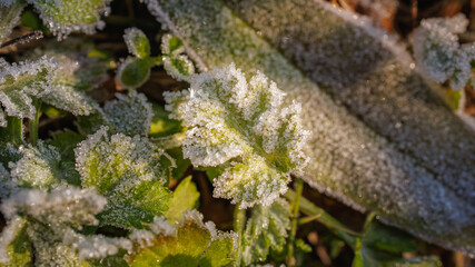The first frosts appeared on the leaves. These frosts were square or hexagonal in shape.