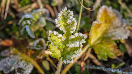 The first frosts has appeared on the leaves. These frosts are melting in the warm sunshine.