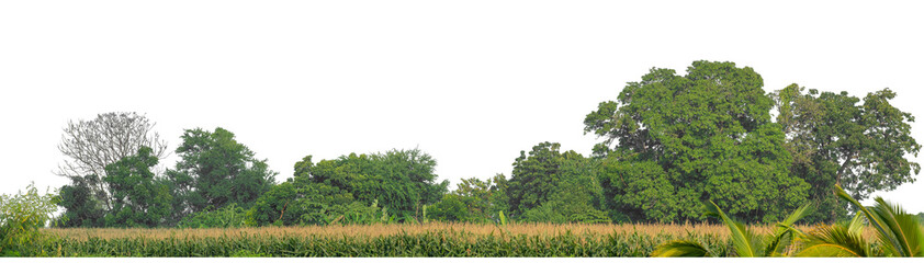 Forest and foliage in summer isolated on transparent background with cut path and alpha channel, high resolution.