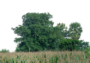 Obraz premium Forest and foliage in summer isolated on transparent background with cut path and alpha channel, high resolution.