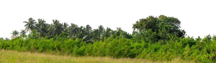 Forest and foliage in summer isolated on transparent background with cut path and alpha channel, high resolution.