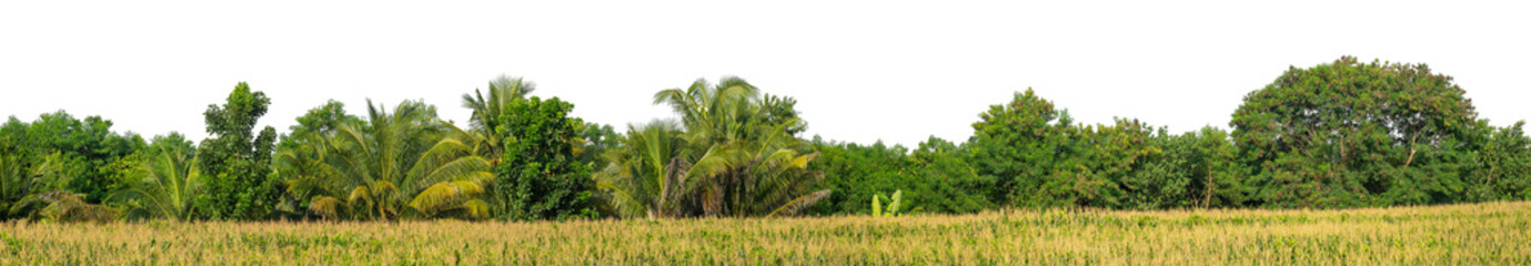 Obraz premium Forest and foliage in summer isolated on transparent background with cut path and alpha channel, high resolution.