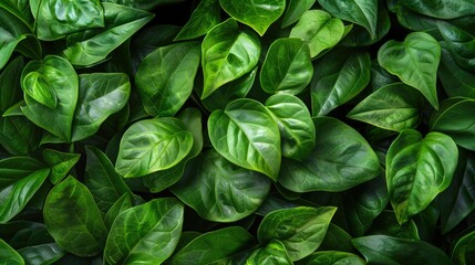 Lush green leaves create a vibrant and lively backdrop for natural settings and design projects