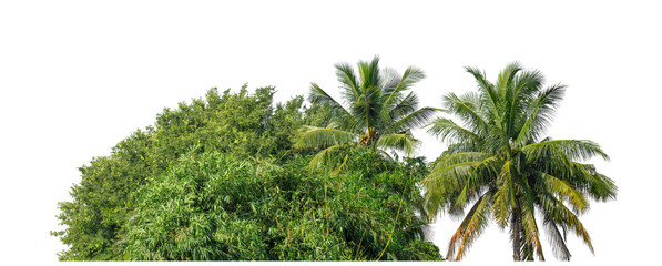 Forest and foliage in summer isolated on transparent background with cut path and alpha channel, high resolution.