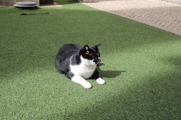 Black and white tuxedo cat resting in artificial grass.