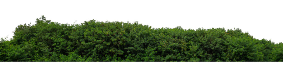 Forest and foliage in summer isolated on transparent background with cut path and alpha channel, high resolution.