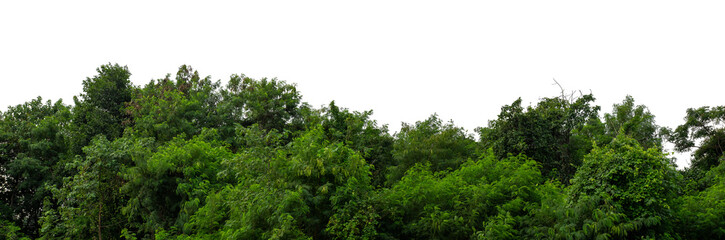 Forest and foliage in summer isolated on transparent background with cut path and alpha channel,...