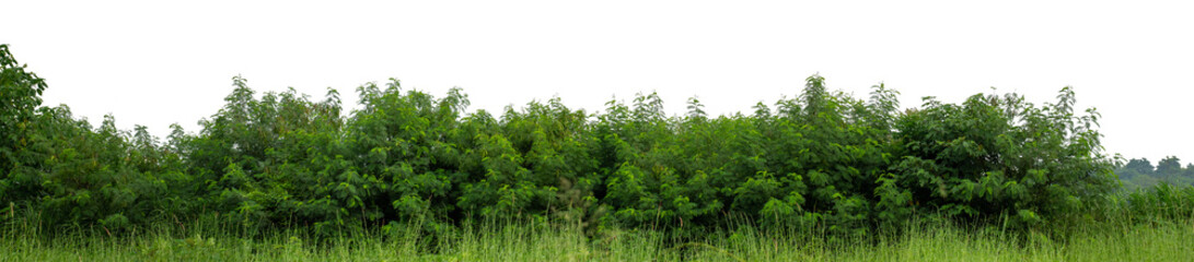 Forest and foliage in summer isolated on transparent background with cut path and alpha channel, high resolution.