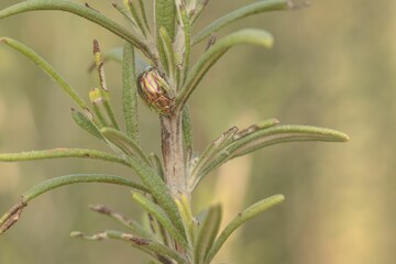 Insect on a Rosemary Plant