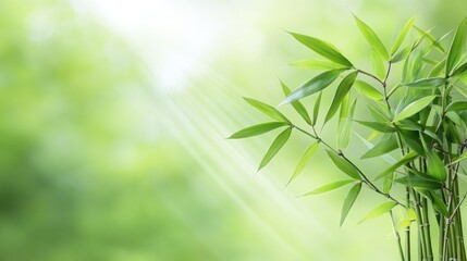 Obraz premium Lush green bamboo leaves with soft sunlight in the background.
