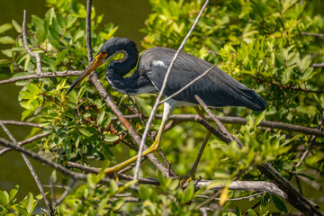 Tricolored Heron standing in the middle of a tree