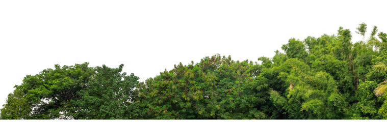 Forest and foliage in summer isolated on transparent background with cut path and alpha channel, high resolution.