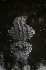 American Alligator sitting in sitll black water