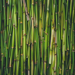 Fototapeta premium Lemongrass texture background, cymbopogon pattern, barbed wire grass banner, silky heads or oily heads