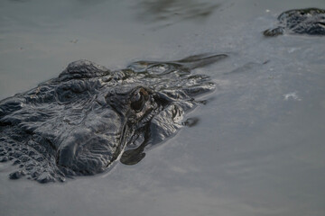 The head of an adult american alligator in water facing away