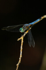 Blue Dragonfly sitting on a branch