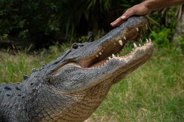Fototapeta premium a man's hand rests on the nose of an american alligator