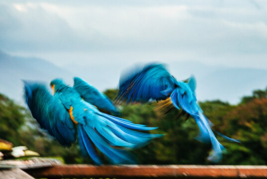 blue and yellow macaw parrots flying, Arenal, Costa Rica, Central America