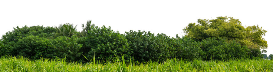 Obraz premium Forest and foliage in summer isolated on transparent background with cut path and alpha channel, high resolution.