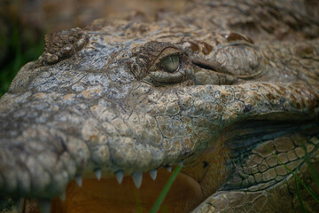 Face an eye of an orinoco crocodile