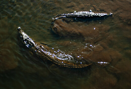 Crocodiles underneath T&aacute;rcoles Bridge or crocodile bridge, Puntarenas Province, Costa Rica..