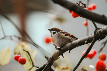 Eurasian Tree Sparrow on Branch with Red Berries
