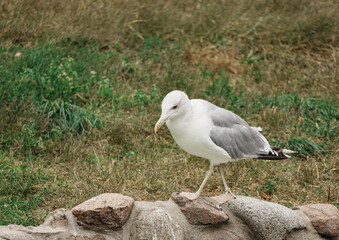 Seagull on Stone Wall