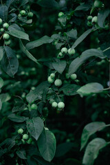 Unripe Fruit and Foliage on a Branch