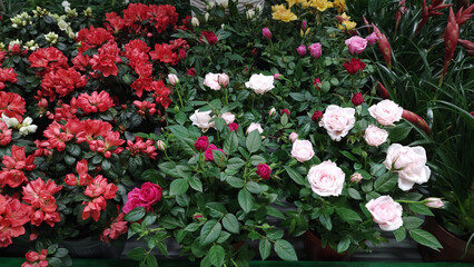 Beautiful blooming white azalea plant in flower pot