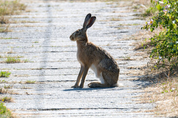 Feldhase im Frühjahr