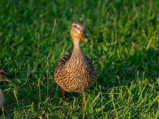 A duck female stands on its paws on the green shore of a pond. Mallard, lat. Anas platyrhynchos, female