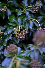 Ivy Berries Among Green Leaves
Clusters of dark ivy berries against rich green foliage. The natural beauty of plants during the winter season, showcasing botanical harmony.