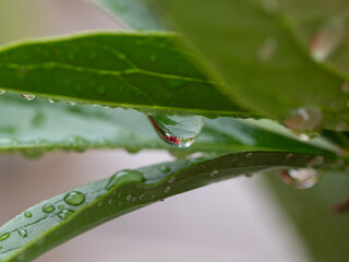 Summer bouquet. Beautiful multi colored fresh flower arrangement. Birthday bouquet made of summer flowers photographed outdoors.