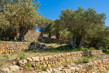 Olive trees cascade on terraces enclosed by masonry fence. Well maintained olive grove harmonizes...