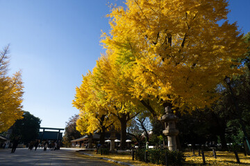 靖国神社　銀杏