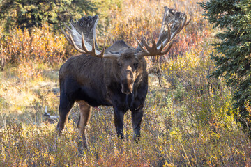 Alaska Yukon Bull Moose in Autumn in Denali National Park Aalska